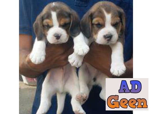 used Aailable for sale Beagle 6371292280 for sale 